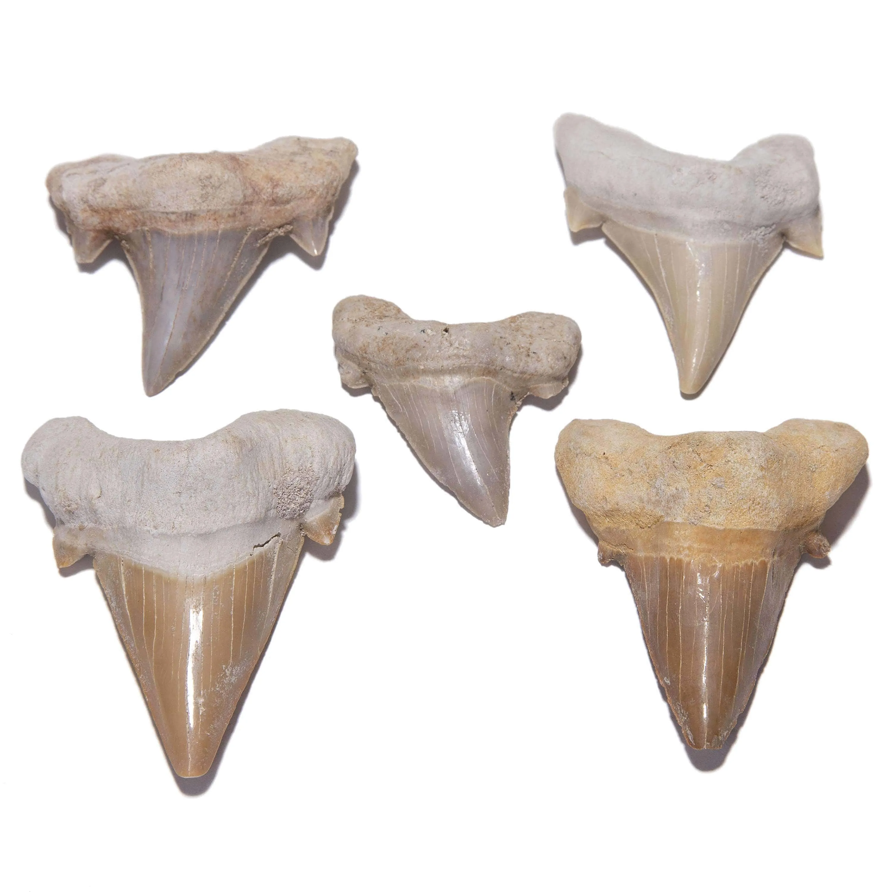 Authentic Fossil Shark Tooth from Morocco