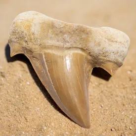 Authentic Fossil Shark Tooth from Morocco