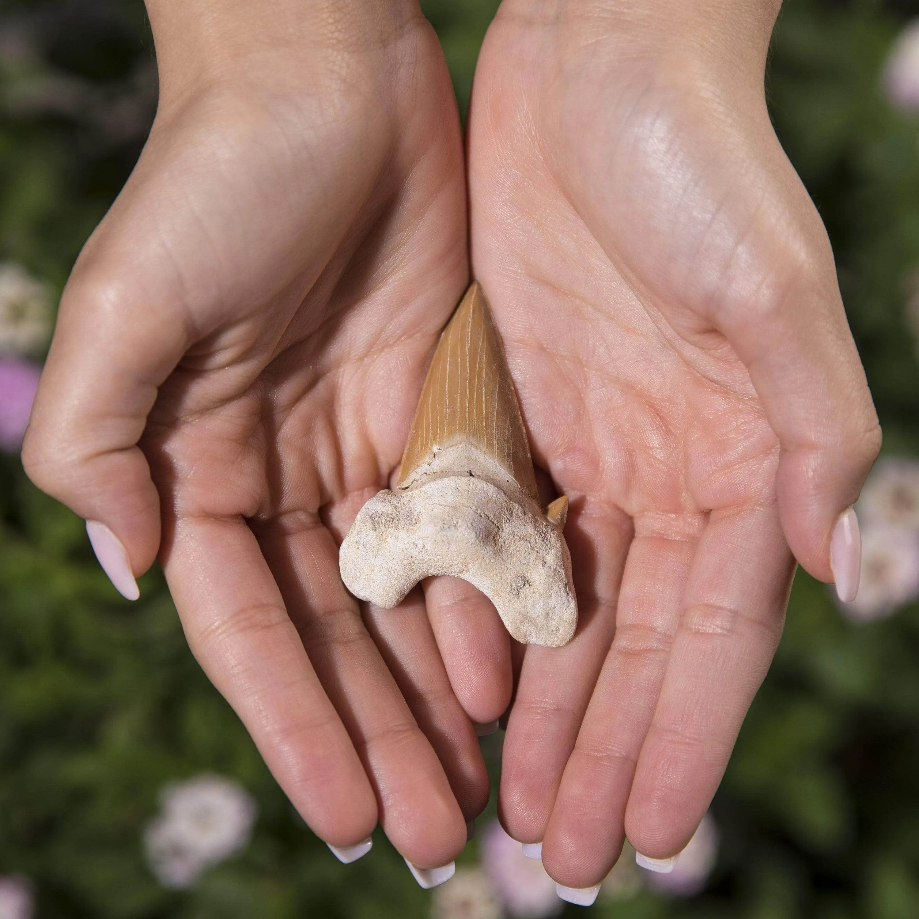 Authentic Fossil Shark Tooth from Morocco