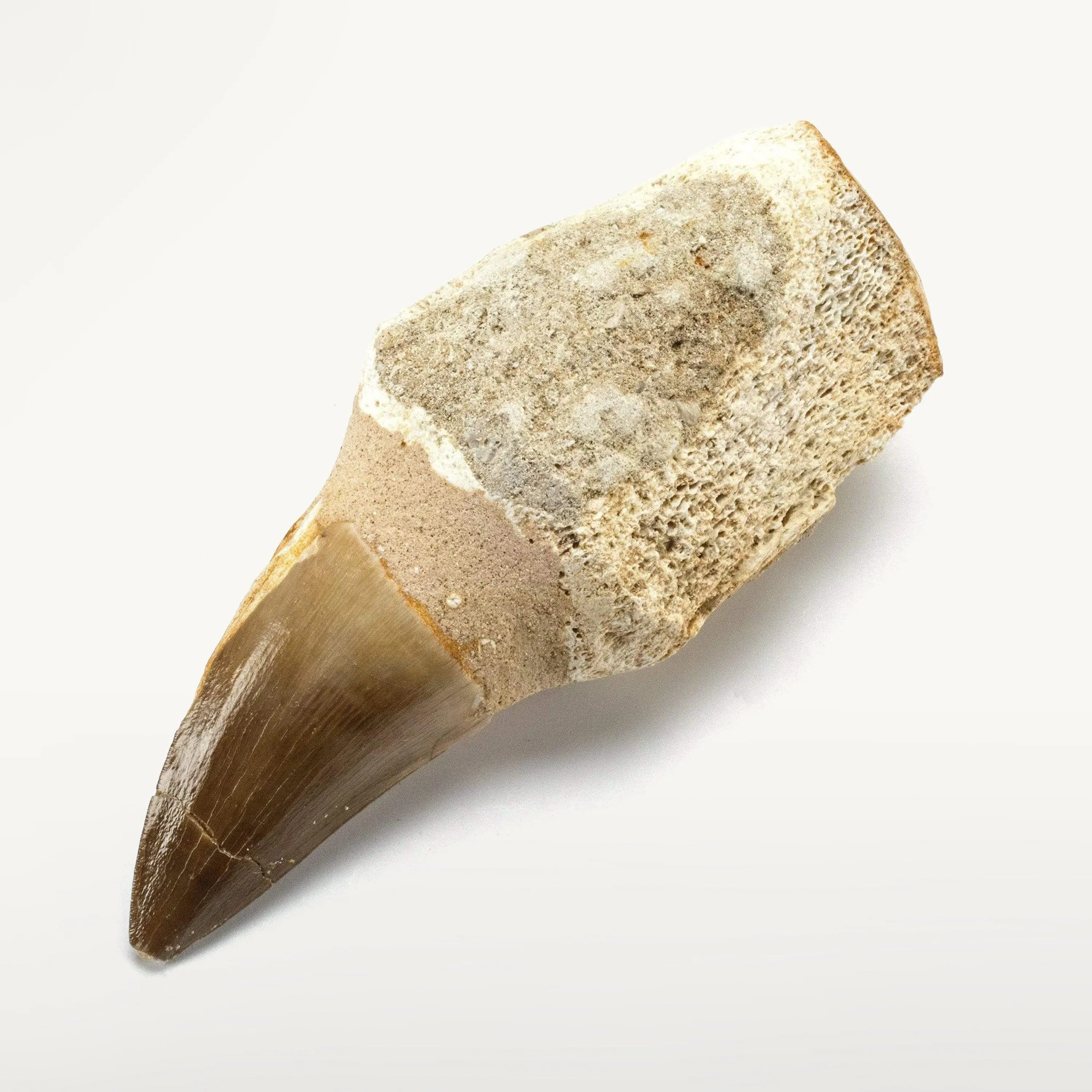 Authentic Fossilized Prehistoric Mosasaur Tooth